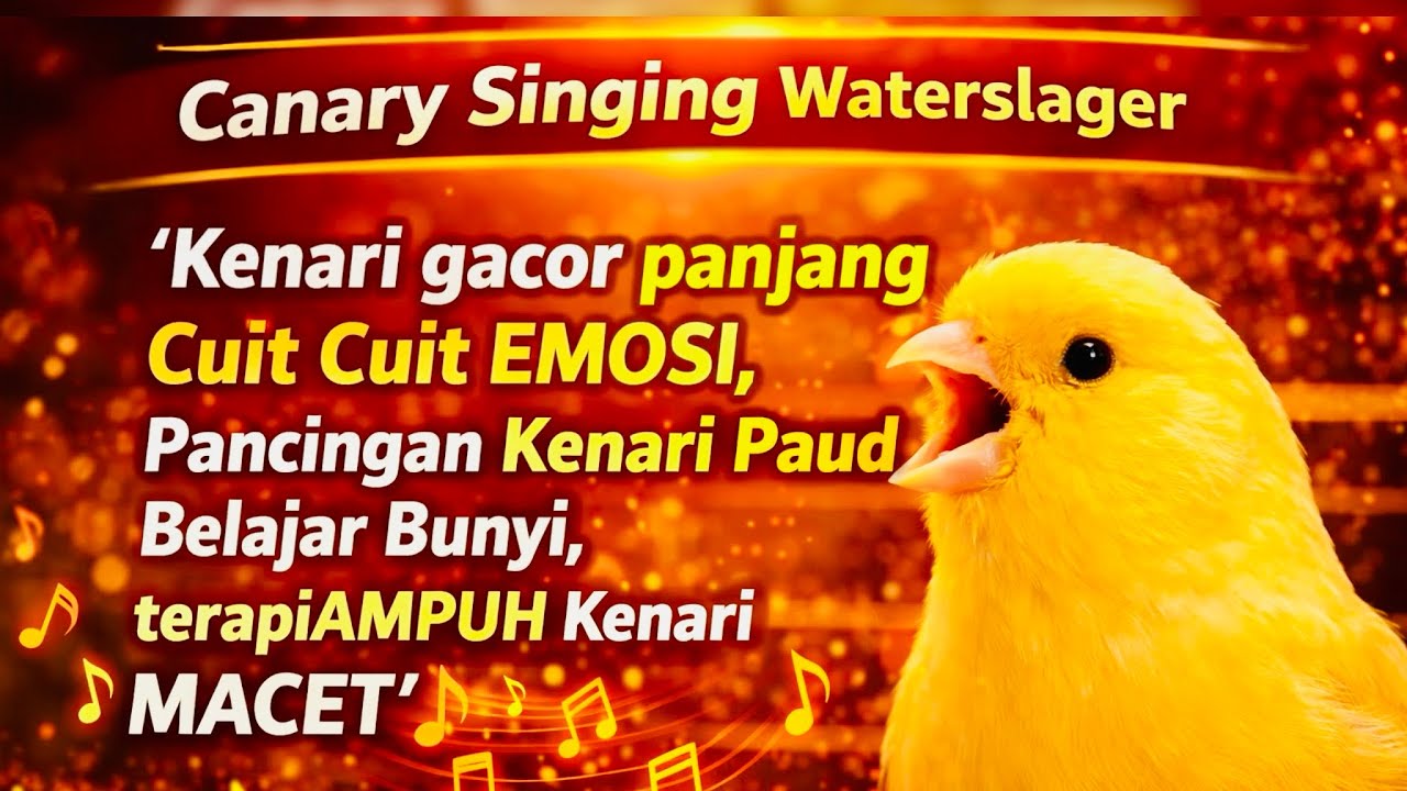 Kenari gacor panjang Cuit Cuit EMOSI,Pancingan Kenari Paud Belajar Bunyi, terapiAMPUH Kenari MACET 