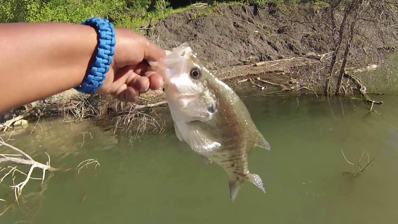 Lake Waco Crappie Spawn March 2017