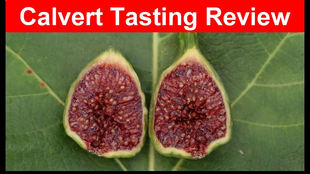 Calvert Fig Tasting Review 10-24-2024