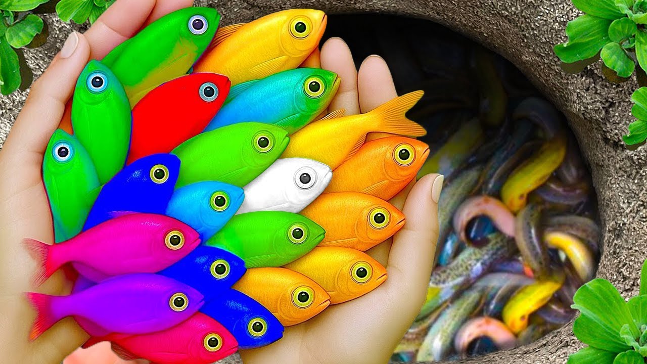Catch beautiful aquarium fish in small pond baby turtles, eel, goby, pencil fish, guppies, nemo fish