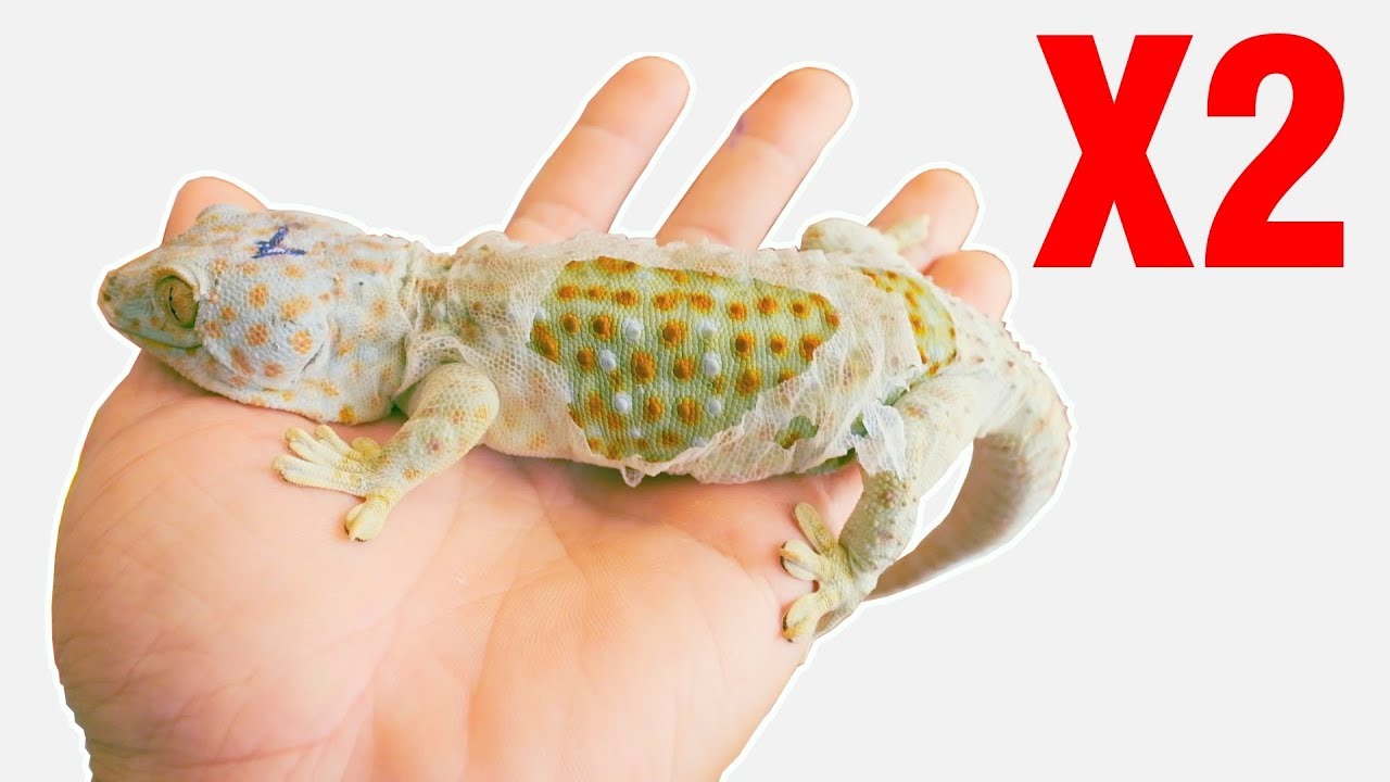 Cặp tắc kè của mình cùng lột da (My geckos are shedding)