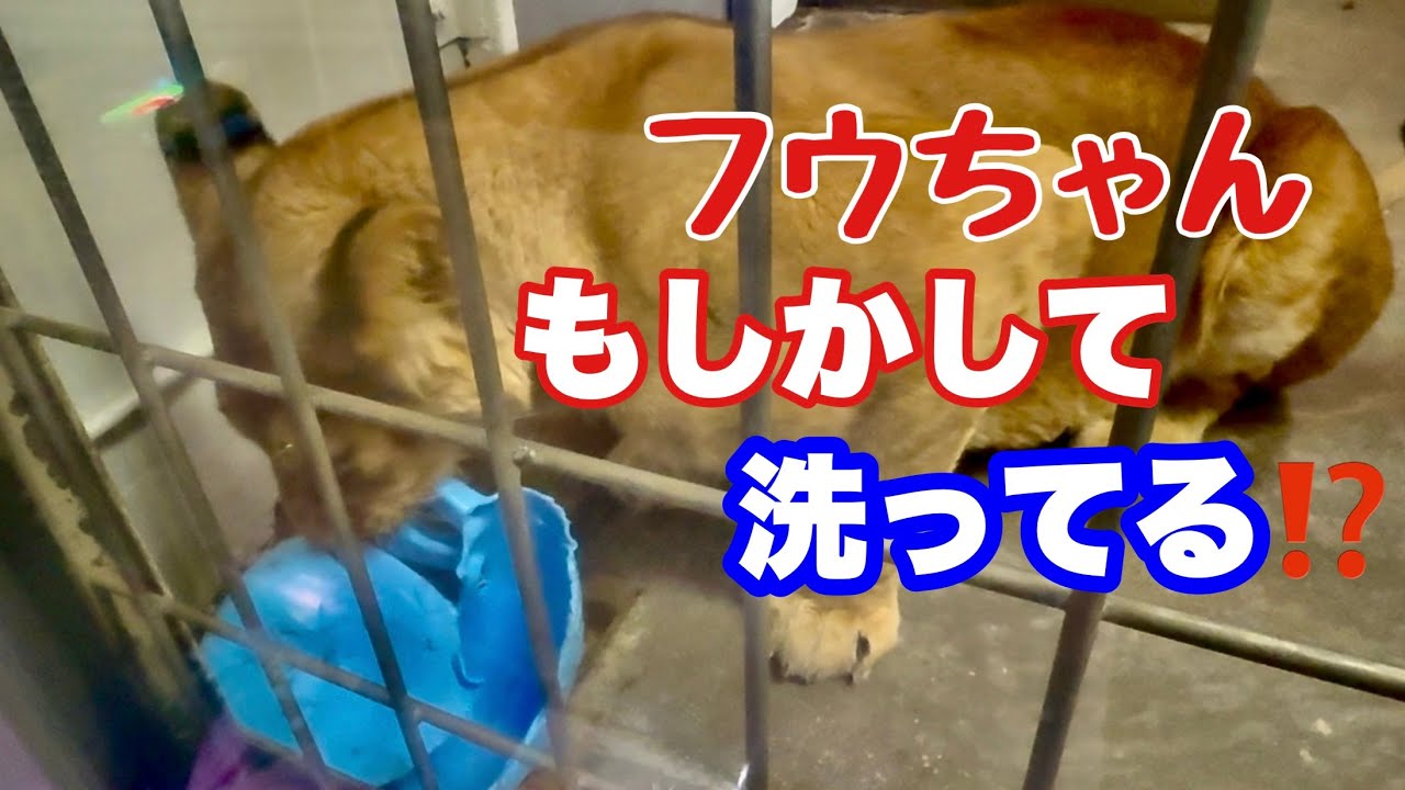 フウちゃんもしかしてそれ洗ってるの？