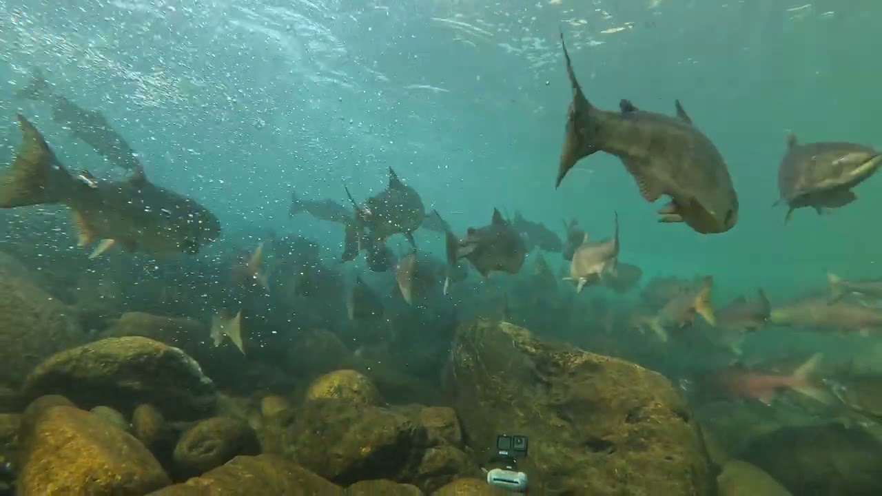 Snorkeling With Hundreds Of Red Chinook Salmon.