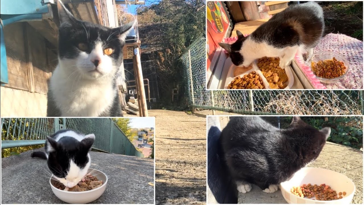 2026.02.09 野良子猫三兄弟のタイムシフト～カラスの餌襲撃にビビりながら形だけオラつくぷぷちゃん～(字幕なし)