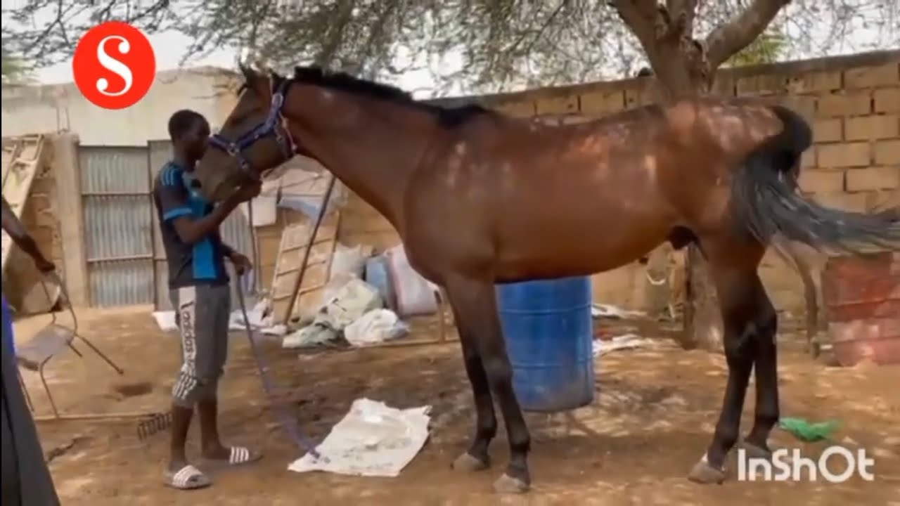 Visite de  l'étalon Parati chez Moustapha Diop à Koki