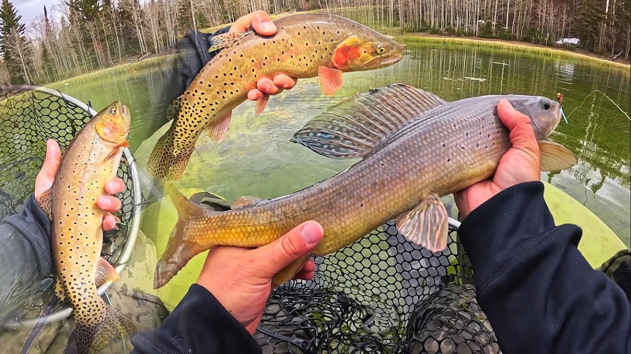 I Caught a GIANT Arctic Grayling.. CATCH & COOK