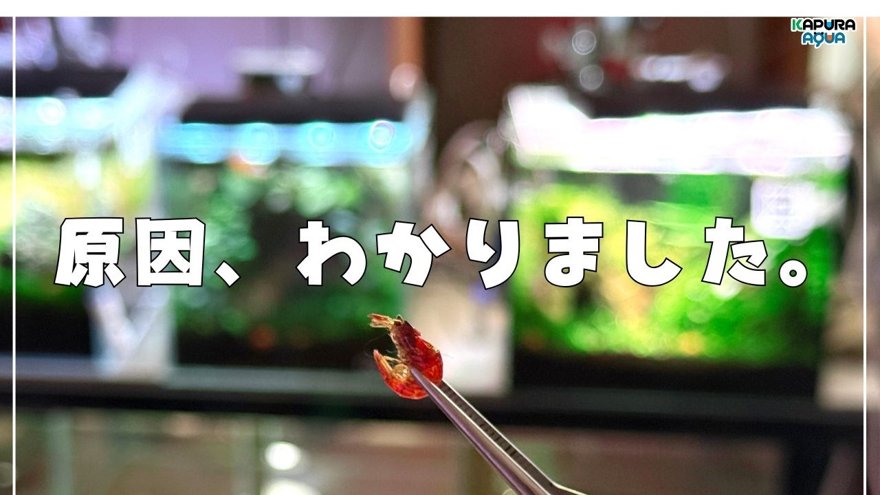干からびたエビ。原因を突き止めたら想像以上にヤバかった。【アクアリウム】 水草レイアウト水槽