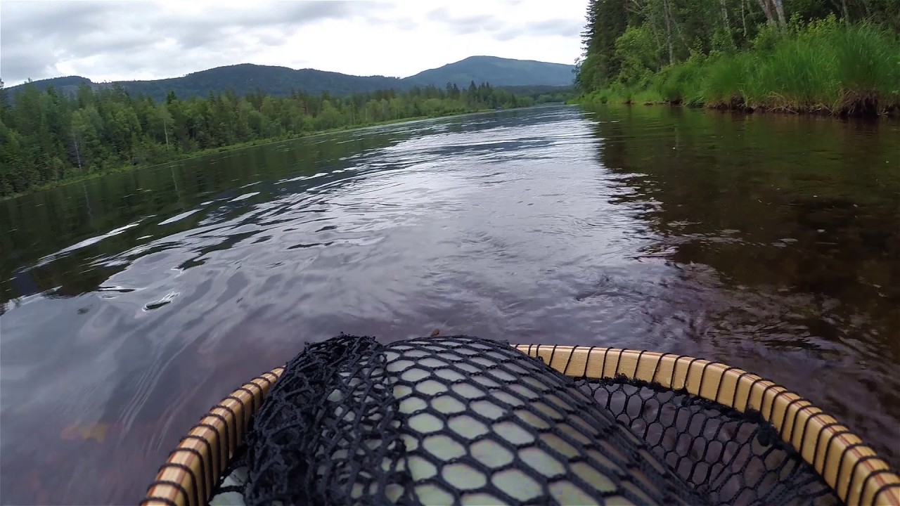 Flyfishing Rena 2016. Dryfly Norway