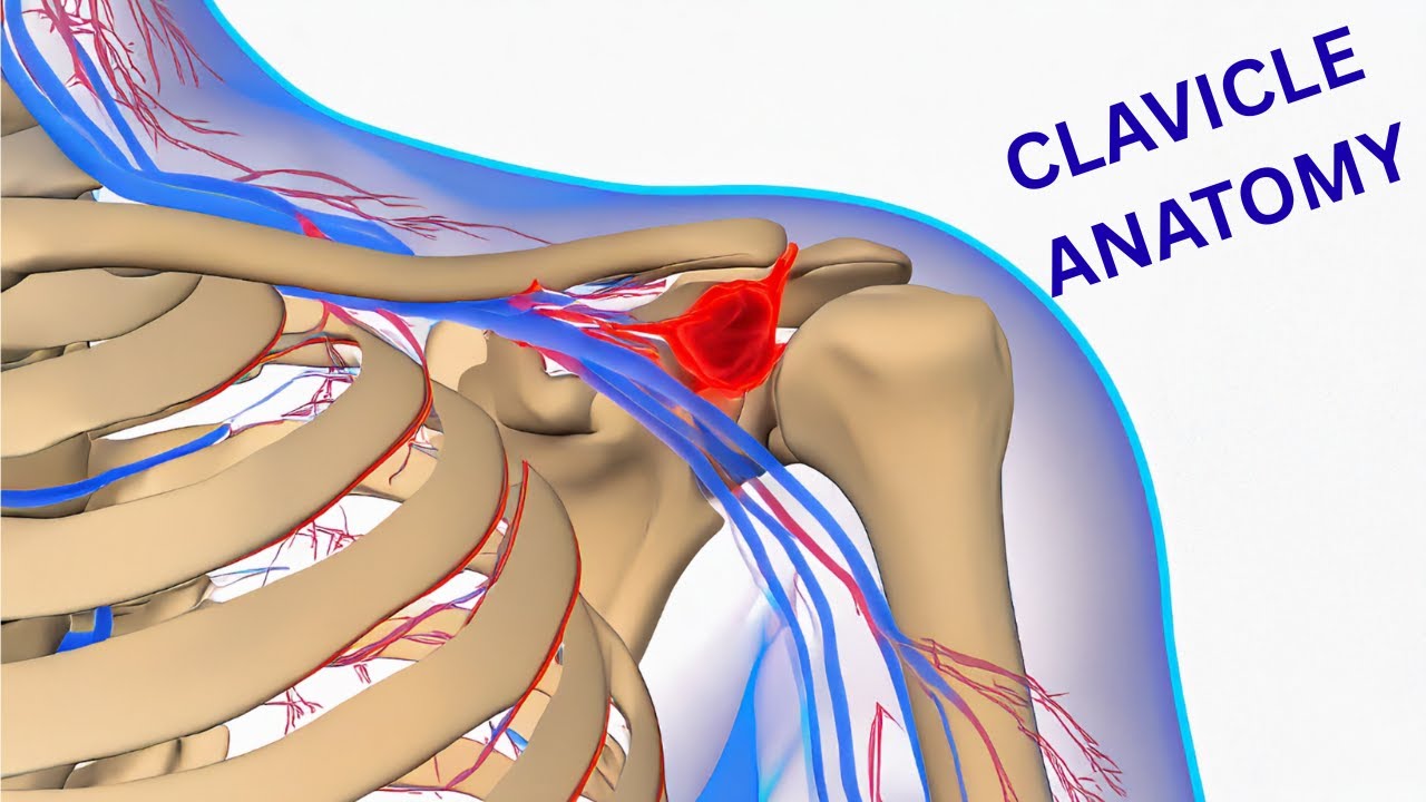 Clavicle Anatomy EXPLAINED: Structure, Function & Clinical Tips (Doctor Explains)