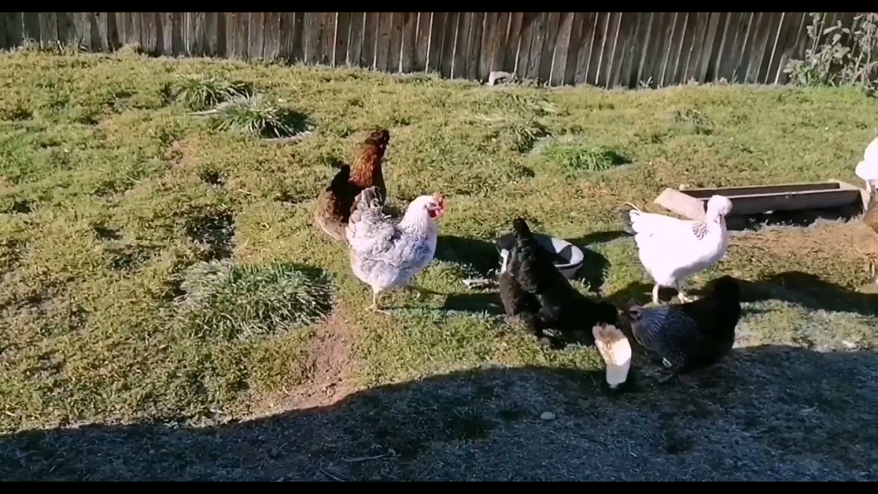 Завёлся хорёк, что делать 🤔Самый коварный враг  курятников.