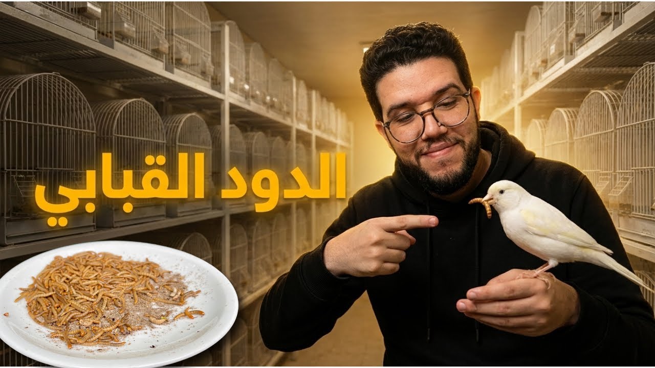 فوائد الدود القبابي للكناري والحسون