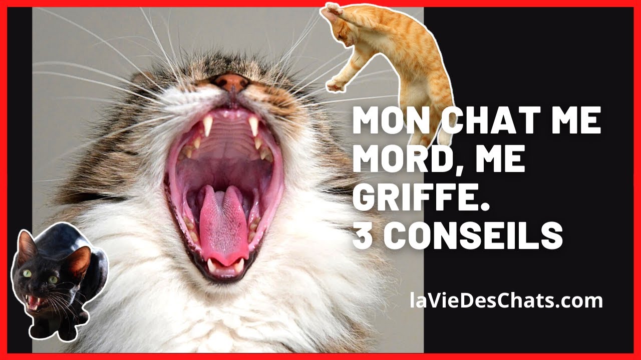 MON CHAT ME MORD, ME GRIFFE, 3 MOYENS DE L'ÉVITER