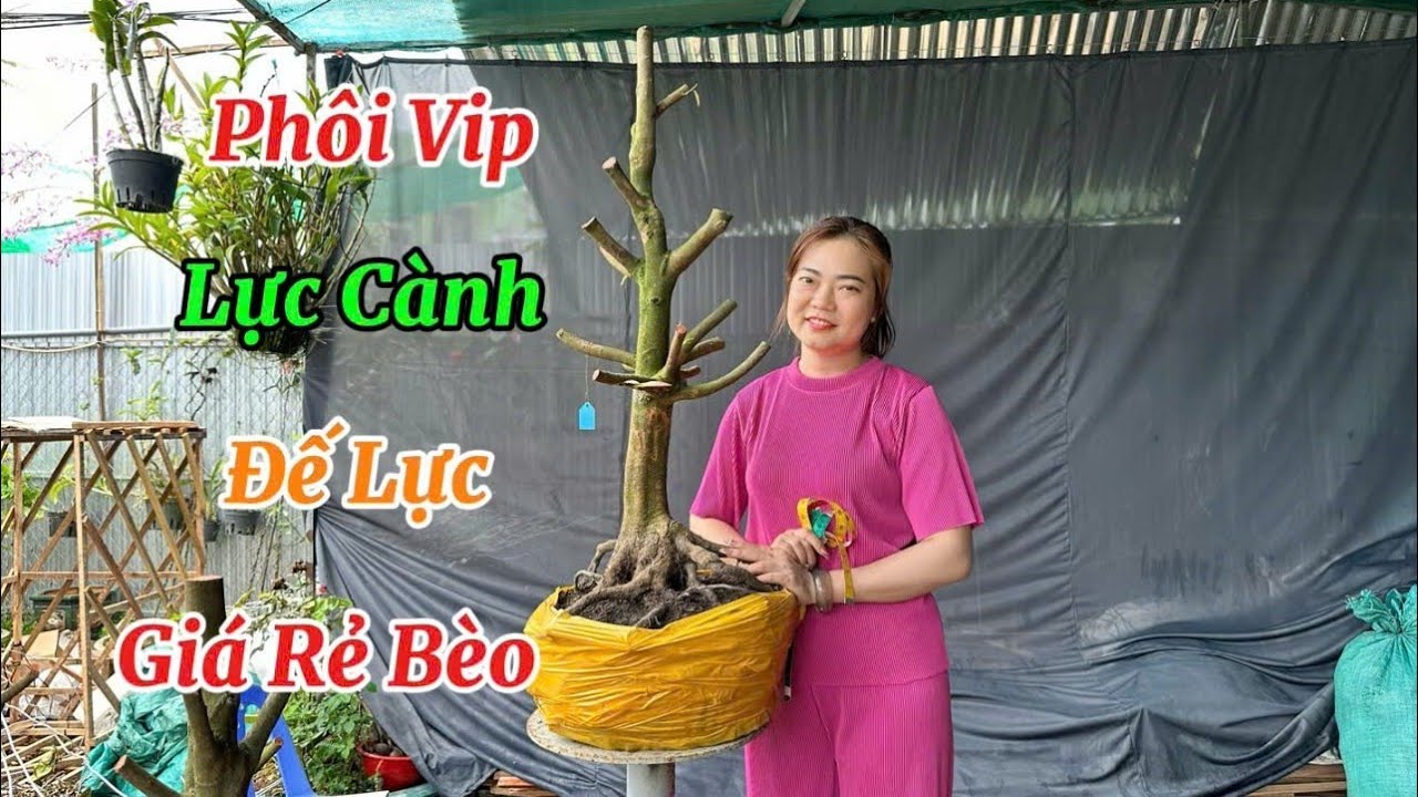 Phôi Mai Vàng Giá Hạt Dẻ-28/2/26-Thùy Trang phôi Mai Vàng.