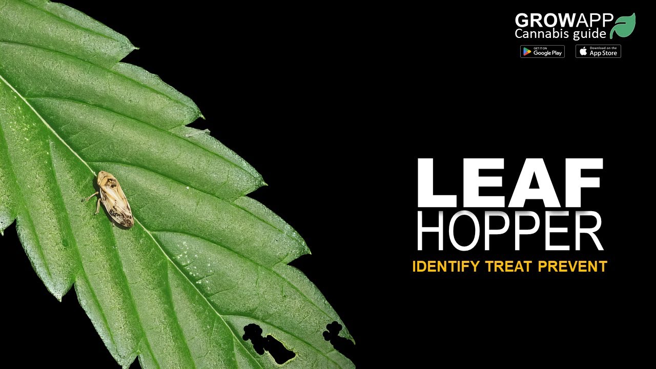 Leafhoppers | Identify, Treat, Prevent