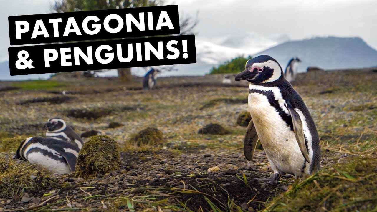 USHUAIA, ARGENTINA: Our PATAGONIA Adventure begins! | Ep. 79