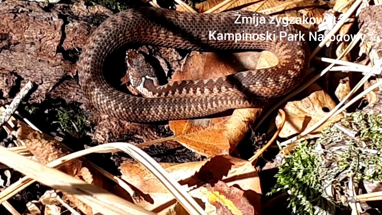 Żmija zygzakowata Vipera berus