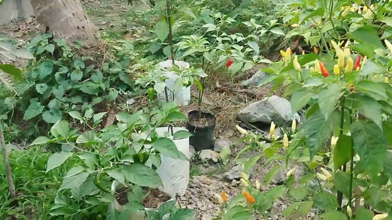 ကျွန်တော့်ရဲ့သဘာဝငရုပ်စိုက်ခင်းလေး# garden #nature #smallscalefarming #myhome 