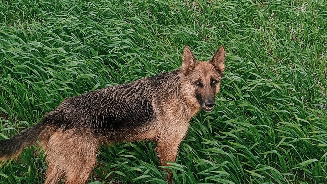 🐕 Walking German Shepherd in Rain-Soaked Fields After Heavy Rainfall | Goats Stayed Home Today