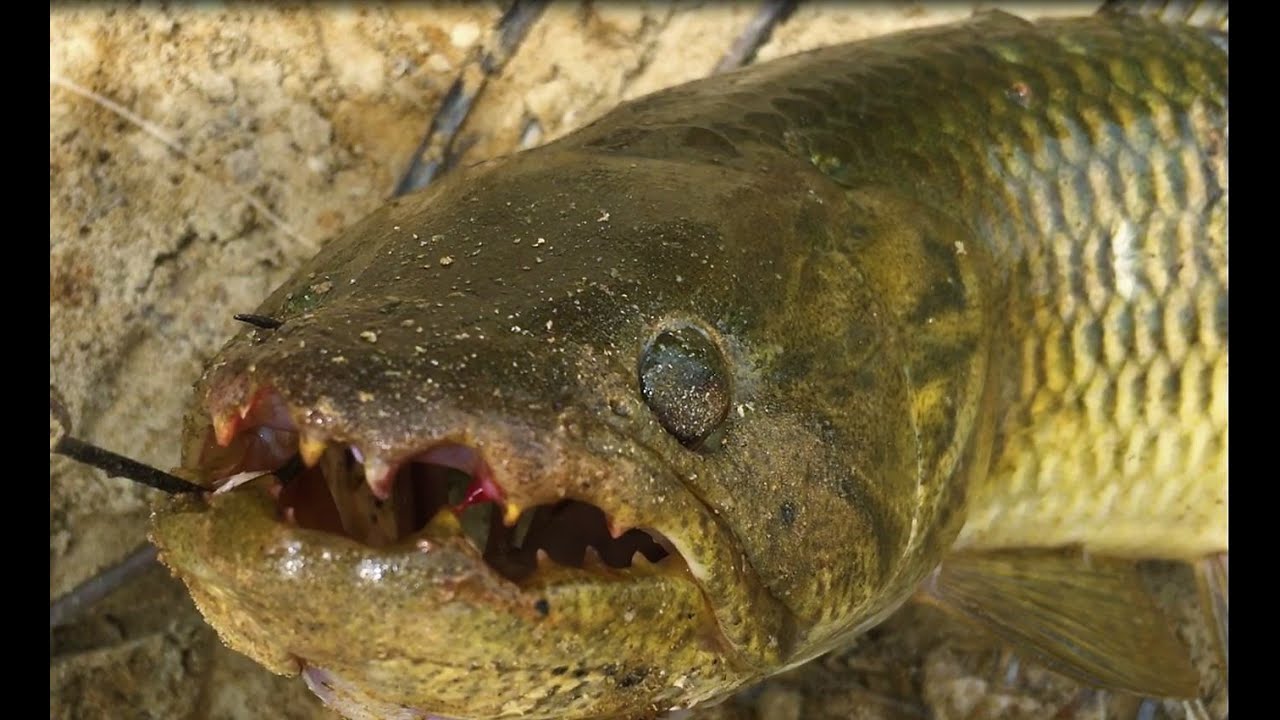 Swamp fishing with friends - Damboentong (Suriname)