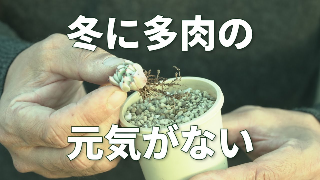 #183【今できるお手入れ】ゆっくり復活。春が楽しみになります