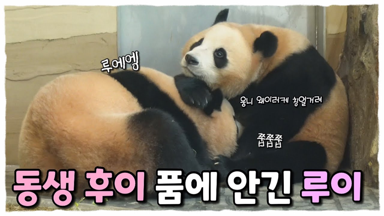배에 쭙쭙거리는 루이바오🐼 앉아서 꾸벅꾸벅 졸아도 웅니 안아주는 후이바오🩷