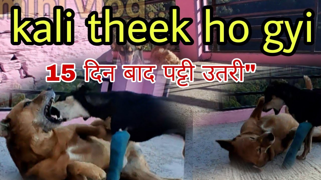 15 दिन बाद काली की पट्टी उतरी! कैसा रहा उसका रिएक्शन?हमारी काली पूरी तरह ठीक हो गई!