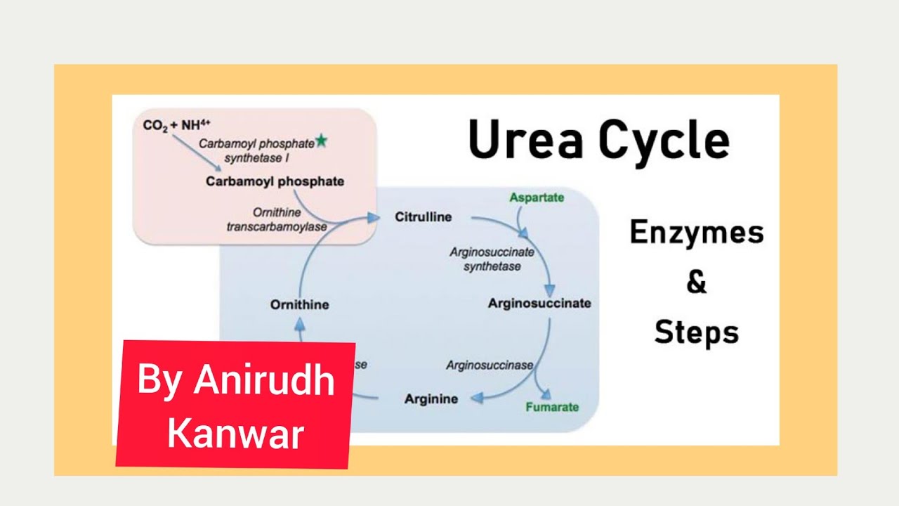 Urea cycle -energetics,steps , disorders#anushekhawat#mbbsvideos#anishekhawat#ureacycle#anushekhwat#