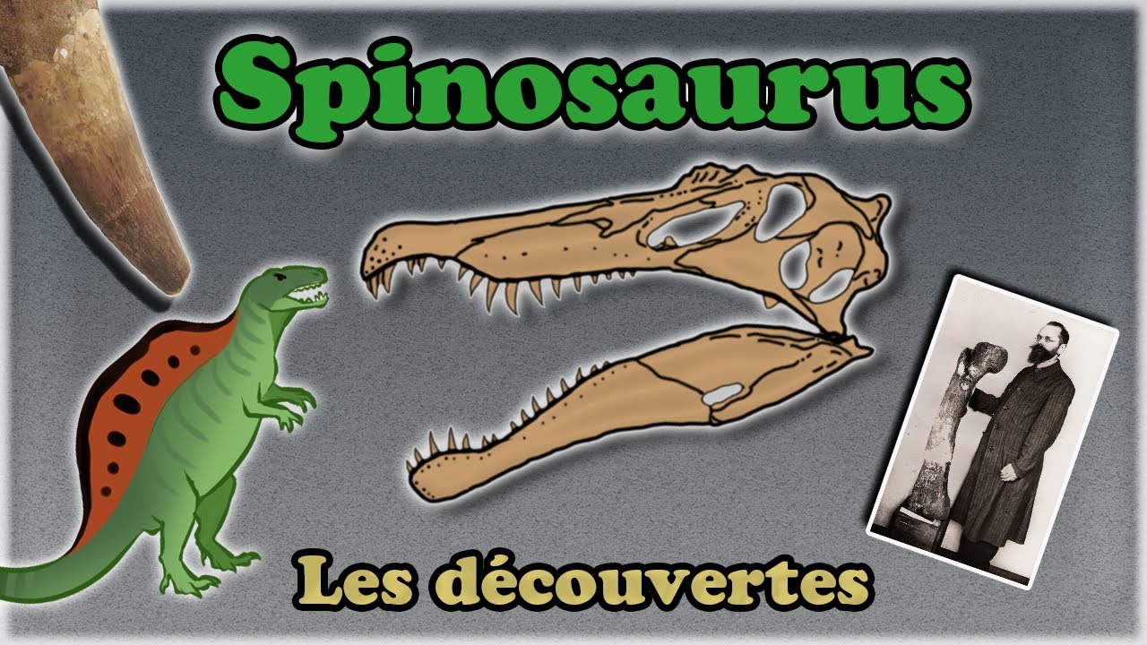 La saga du Spinosaure  - épisode 1 les découvertes