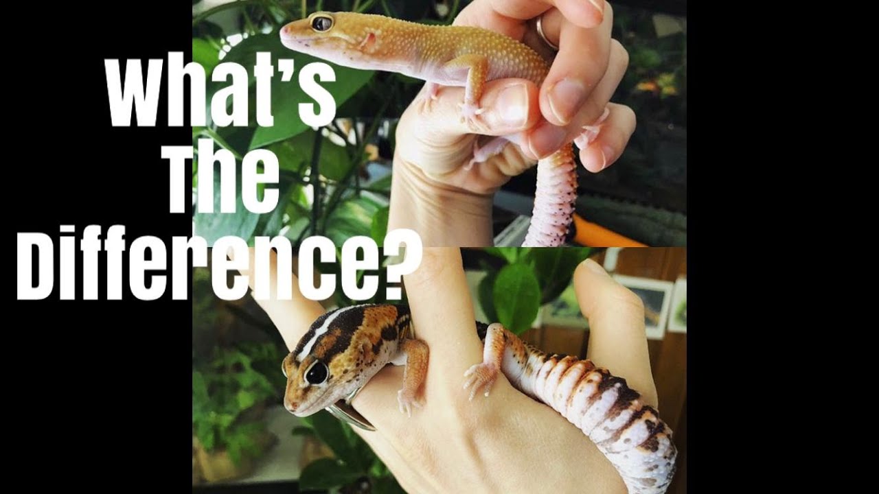 Leopard Geckos Vs. African Fat Tailed Geckos!