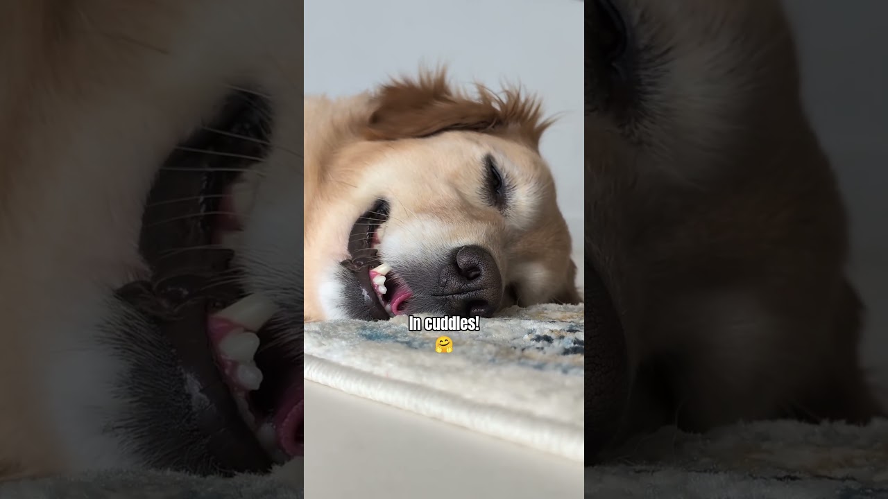 TEN PIES PŁACI CZYNSZU 😮💸 #pies #psy #spodniedlapsa #goldenretriever