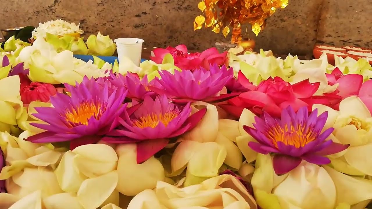 The Sacred Tree Jaya Sri Maha Bodhi