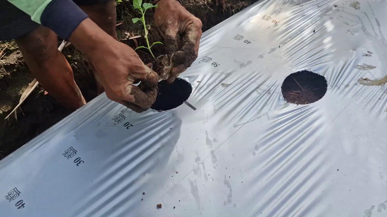 PLANT CHILI SEEDS WITH BARE HANDS: SUPER EASY METHOD! - Agriculture Farming