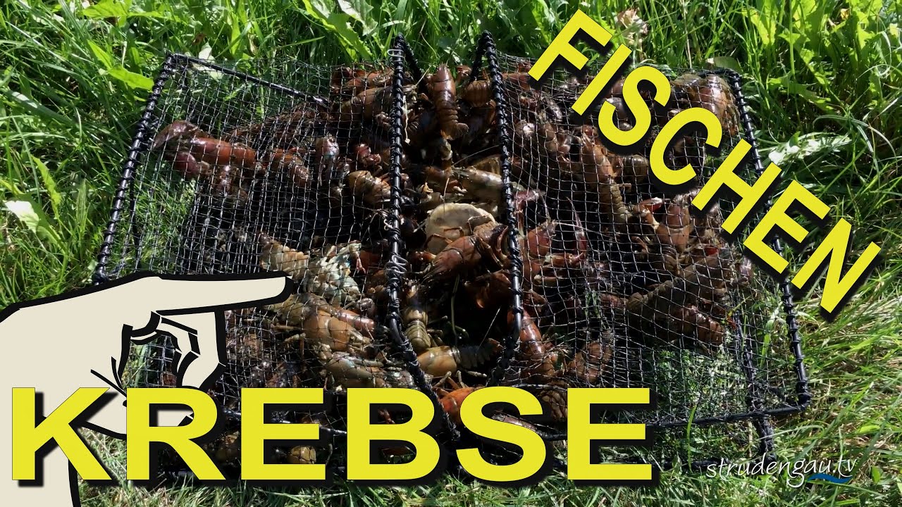 Krebse ❤ fischen in der Donau
