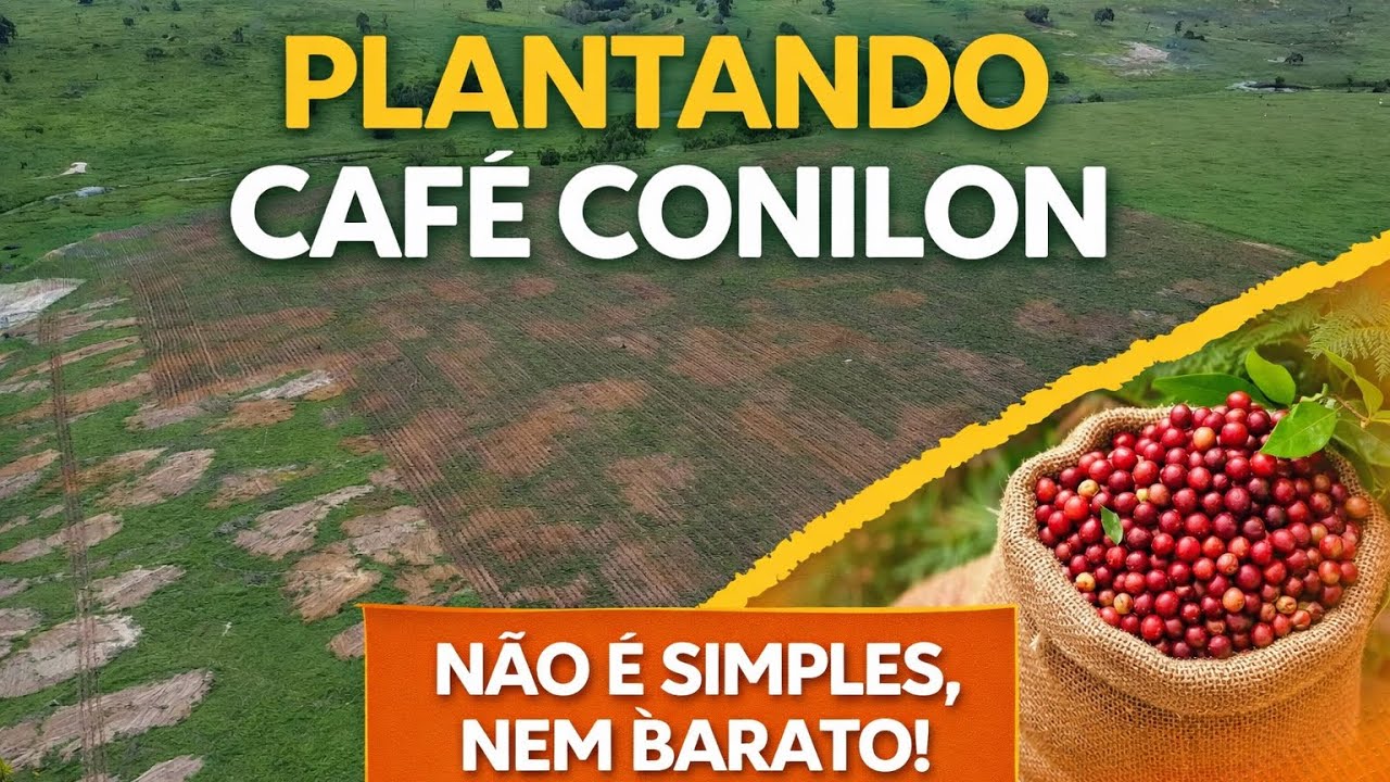 Plantio de café conilon do zero!! Vale a pena plantar café ? 