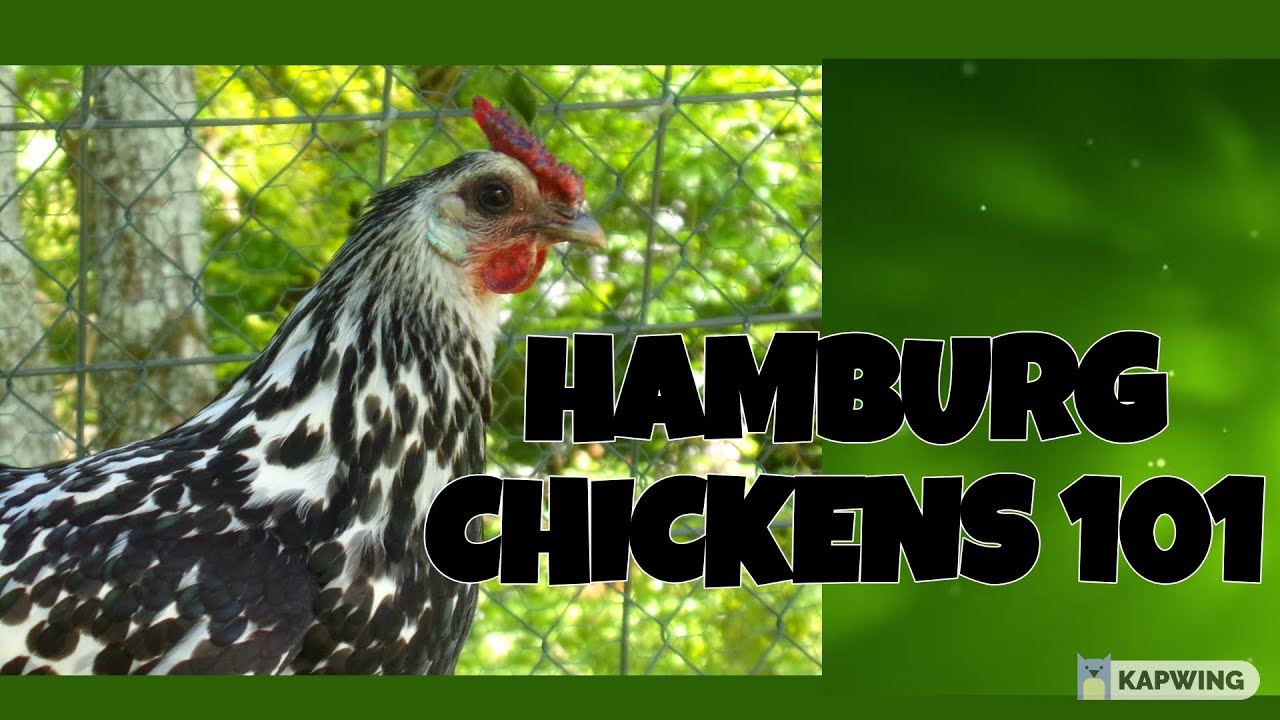 Hamburg Chickens 101
