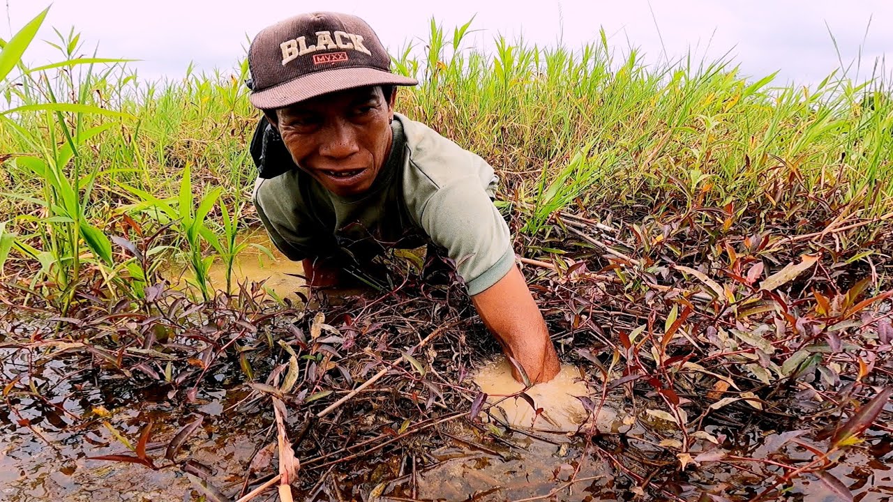 Lubang ikan || pasang tajur || salah satu umpan tajur paling ampuh 