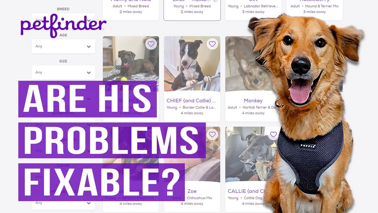 Adopting An Undersocialized Rescue Dog Online