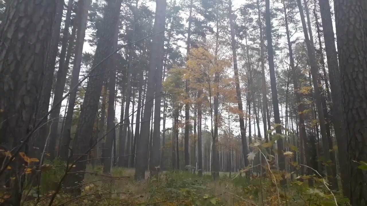 Зачем мы слушаем других людей?