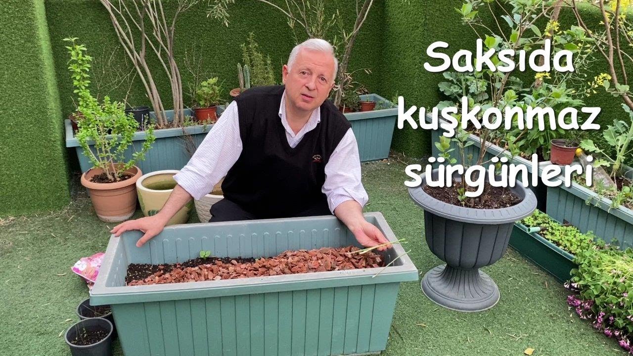 Saksıda kuşkonmaz sürgünleri