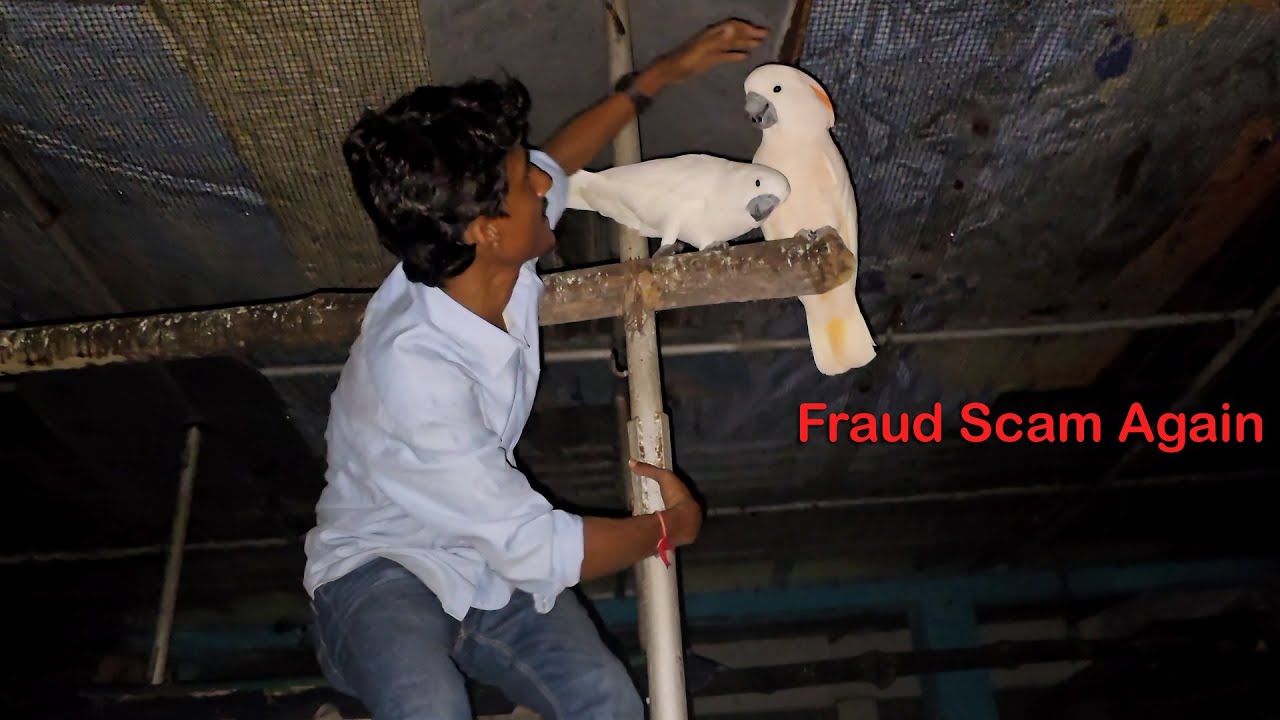 How Bird Lovers Are Getting Scammed About Parrot Dipankar/Manka Helping Me To Catch Another Parrots.