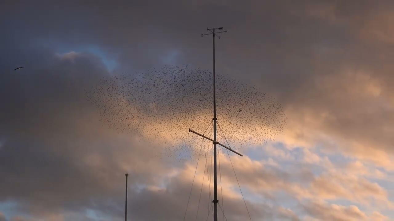 Starling Murmuration Aberystwyth 15 March 2024