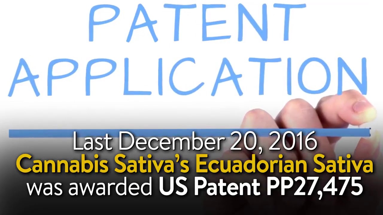 Can You Protect Your Cannabis IP (Intellectual Property)?