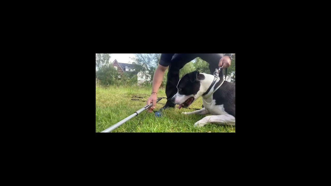 #americanbully #staffordshire #arnhem #hondentraining #hondencoach #hondentrainer #dogtherapy #dog