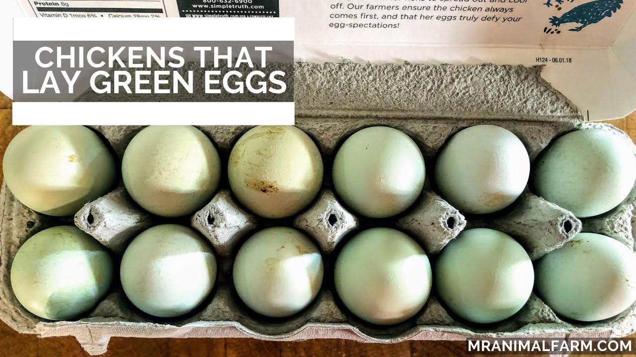 Chickens That Lay Green Eggs