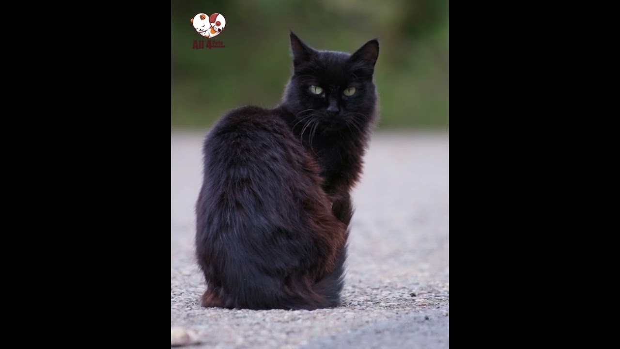 Black Cat Sit on the Road | Cat | All 4 Pets | 4K