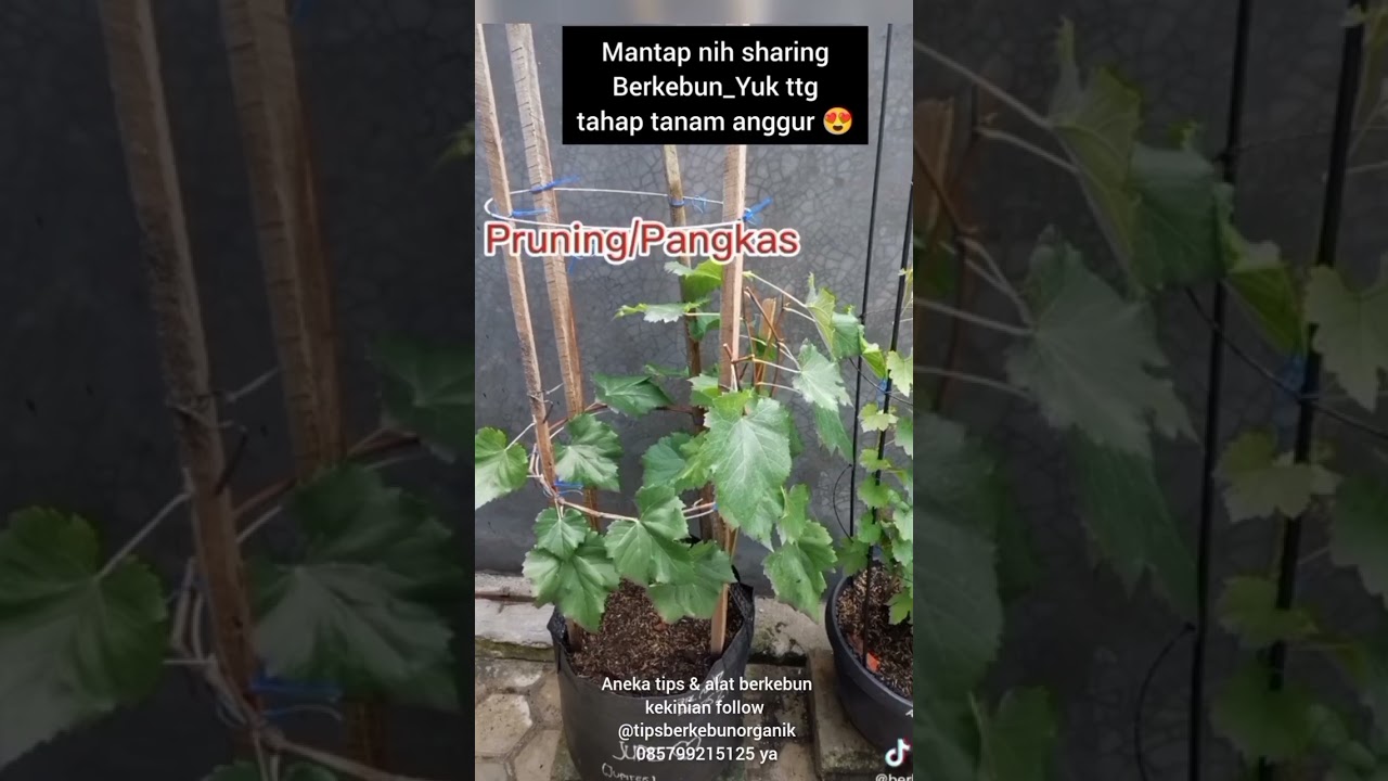 Cara Merawat Tanaman Anggur Agar Berbuah Lebat