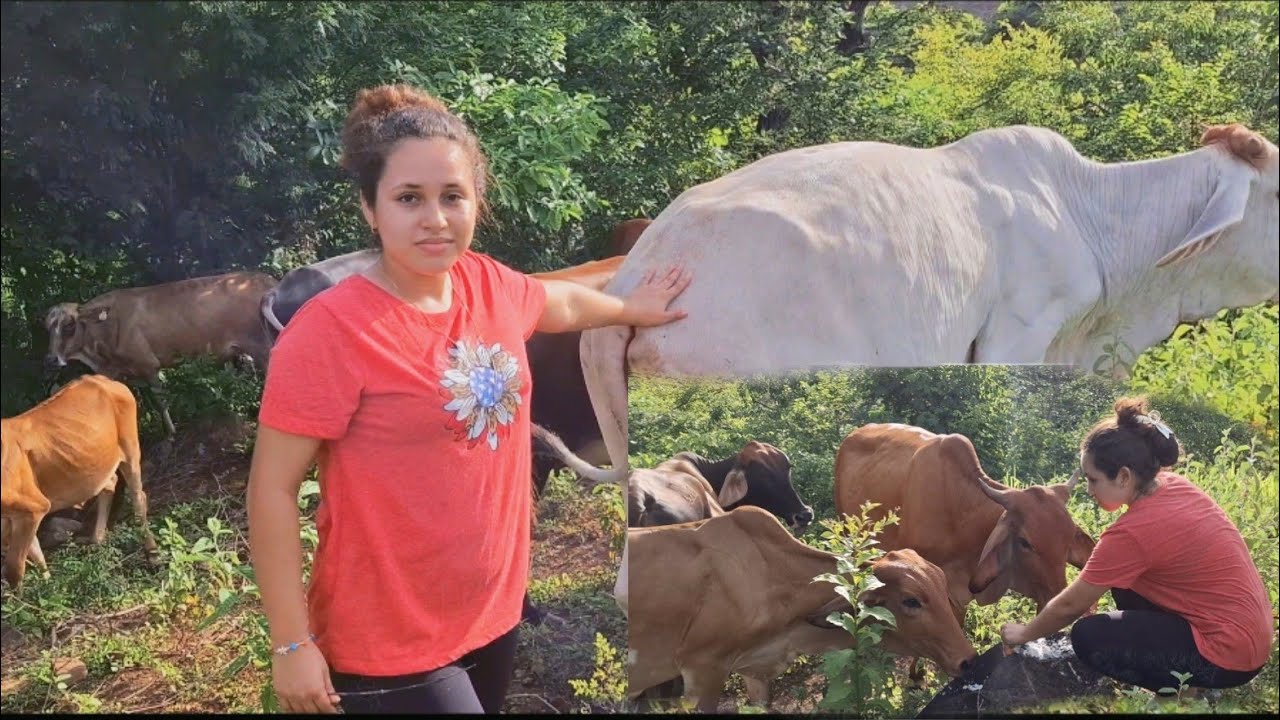 Jennifer les da sal alas vacas🐄 🤭Encontramos a todas las vacas🫡