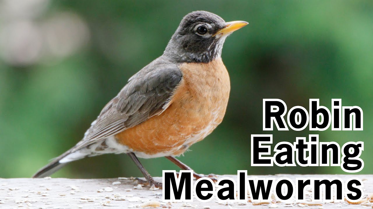 Robin Eating Mealworms