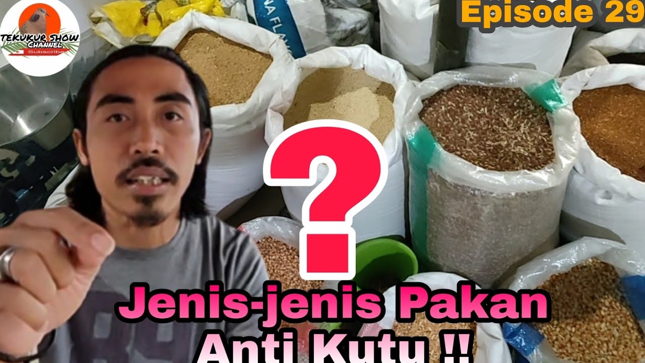 JENIS CAMPURAN PAKAN BURUNG TEKUKUR ALAMI DAN PALING SEHAT.