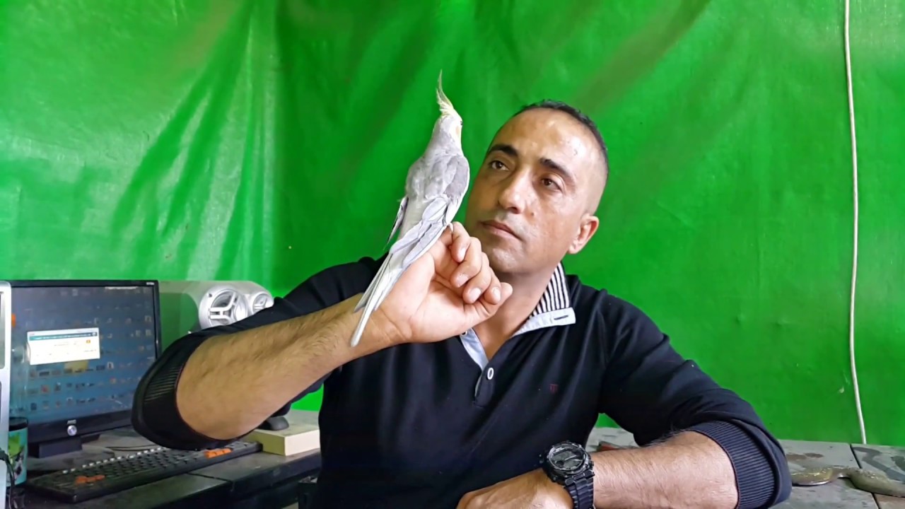ترويض طائر الكوكتيل مع جمال العمواسي